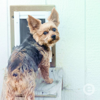 photo of a dog